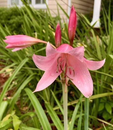 Crinum Lily