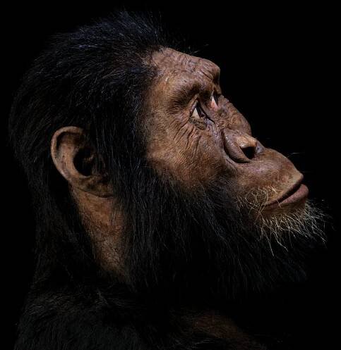 australopithecus amananensis reconstruction