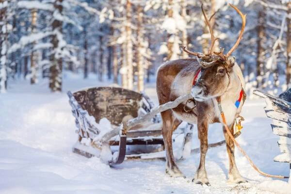 Sobí safari v Lapland Finland — Stock obrázek
