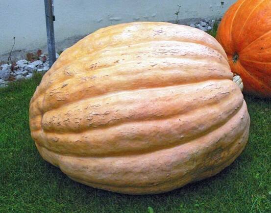 Rozmanité tykve: Atlantic Giant