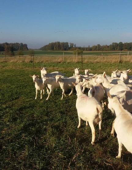 Kozí a ovčí farma v Krmelíně posílí udržitelnost a uspoří za energii. Nová fotovoltaika od ČEZ ESCO zajistí 40 % elektřiny