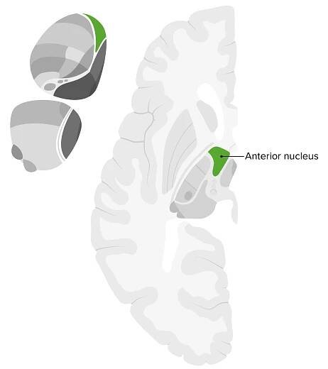 Anterior nucleus of thalamus