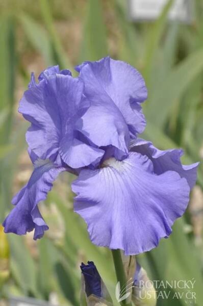 Iris barbata elatior Big League (160) | HORTIFOTO | Autoři | iBotky.cz