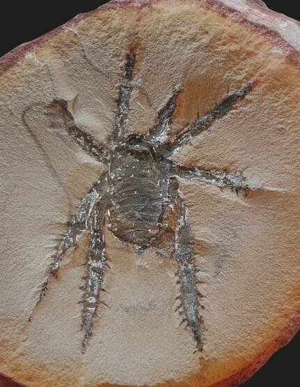 A ‘striking’ creature with large spiky legs roamed what’s now Illinois 300 million years ago