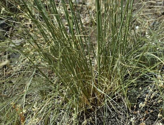 Kavyl vláskovitý (Stipa capillata)