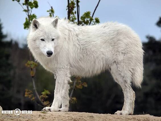 vlk arktický (Canis lupus arctos)