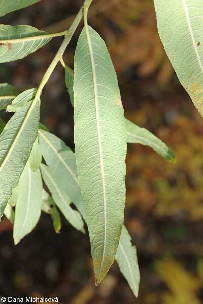fotografie Salix x dasyclados (vrba)