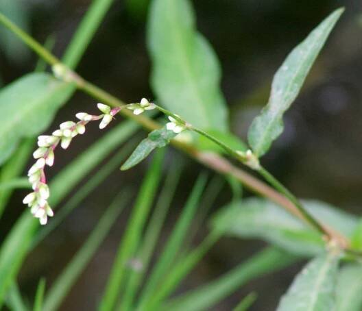 Persicaria mitis