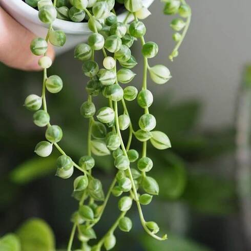 Senecio / Starček