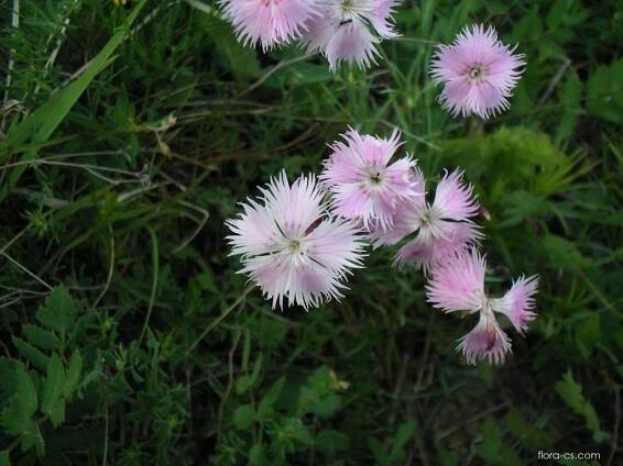 Hvozdík péřitý - Dianthus plumarius subsp. neilreichii