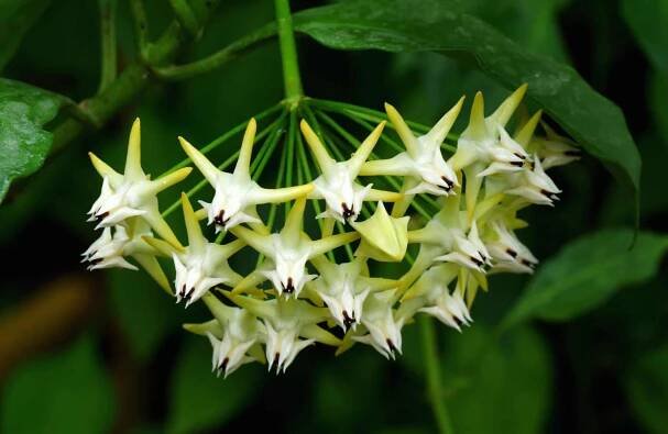Hoya Multiflora Plant: Ultimate Care Guide