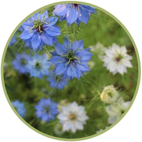 Bio černuchový olej alias olej z černého kmínu, lat. Nigella sativa.