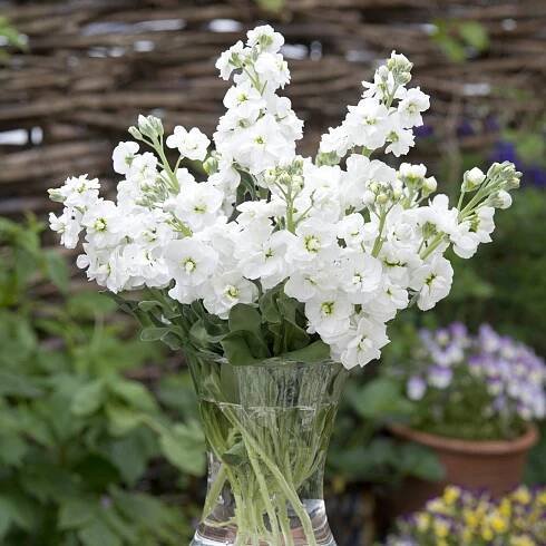 Fiala letní bílá - Matthiola incana - semena fialy - 60 ks