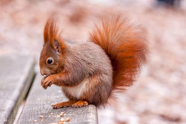 veverkovití: Sciuridae – čeleď savců z řádu hlodavců