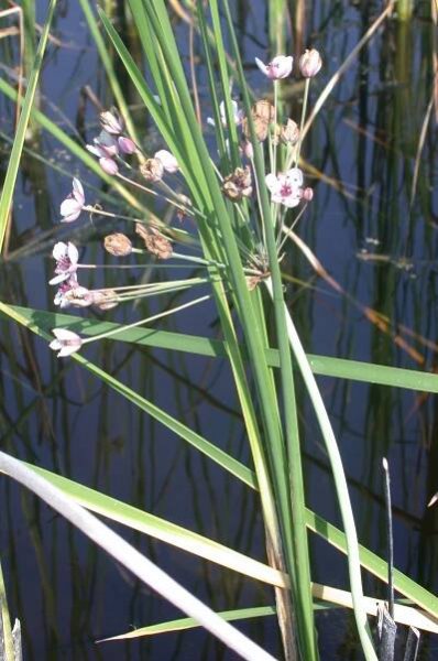 The plants in the Lagoon - Atanaskovsko lake - Lagoon of life