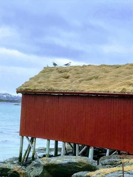 Boathouses and seagulls – a walk on Hillesøya near Sommarøy brings that coastal feeling © Knut Hansvold