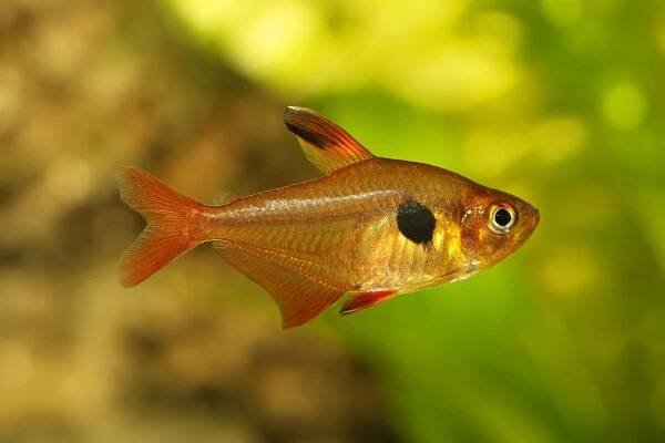 Serpae Tetra (Hyphessobrycon eques): Species Profile & Care - Fish Laboratory