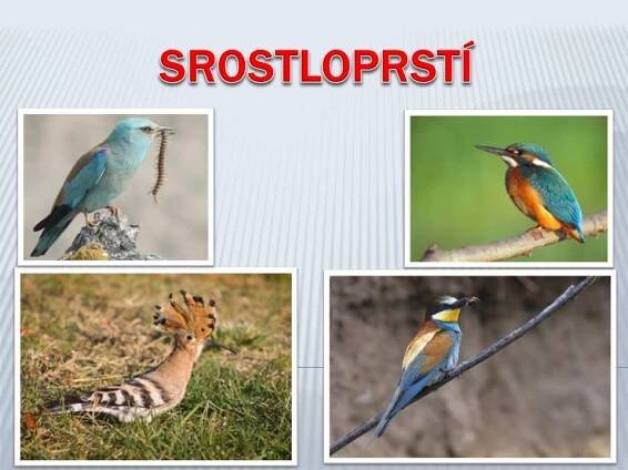 Srostloprstí – Materiály pro žáky ZŠ
