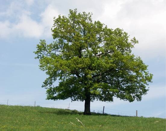 Biodiversity - ESKER EDUCATE TOGETHER NATIONAL SCHOOL