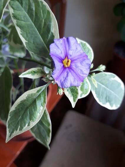 Pokojovky: Hořcový stromek panašovaný - Lycianthes rantonnetii, syn. Solanum rantonnetii.