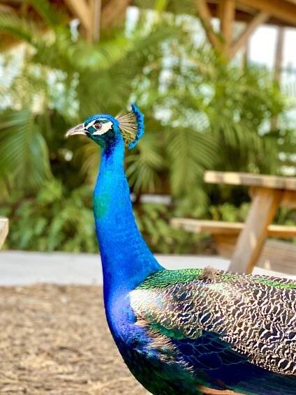 What To Do In Orlando With Kids - A 3-Day Itinerary - Frugal For Luxury