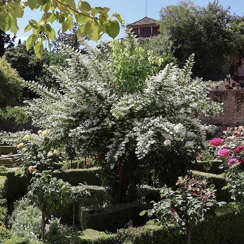Hrubý žiletka Deutzia Medonosná Biele kvety Na živý plot Sadenice C2 Latinský názov deutzia scabra
