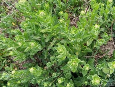 Vesnovka obecná (Cardaria draba) neboli divoká brokolice | Kytkykjídlu