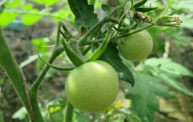 green_tom