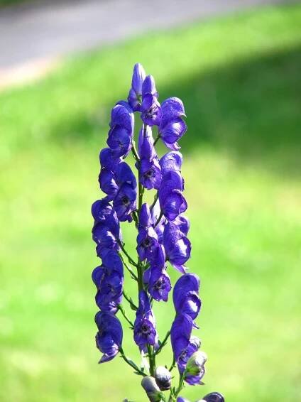 Category:Aconitum napellus - Wikimedia Commons