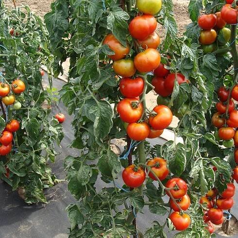 Osivo rajčat – Rajče Start S F1 – Solanum lycopersicum