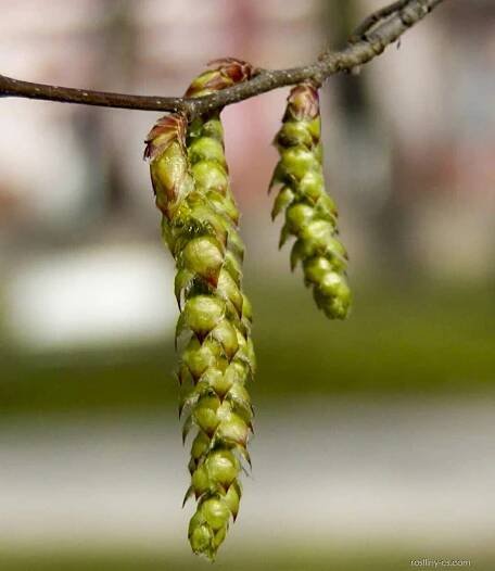 Habr obecný (Carpinus betulus)