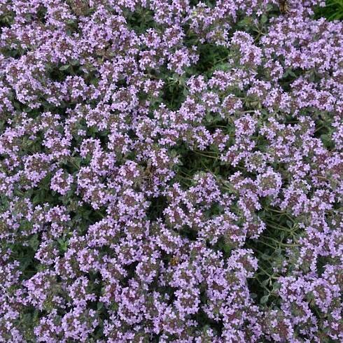 Growing Woolly Thyme: Information On Woolly Thyme Ground Cover