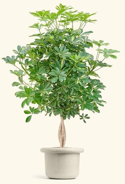 Hawaiian Dwarf Umbrella Tree, XL