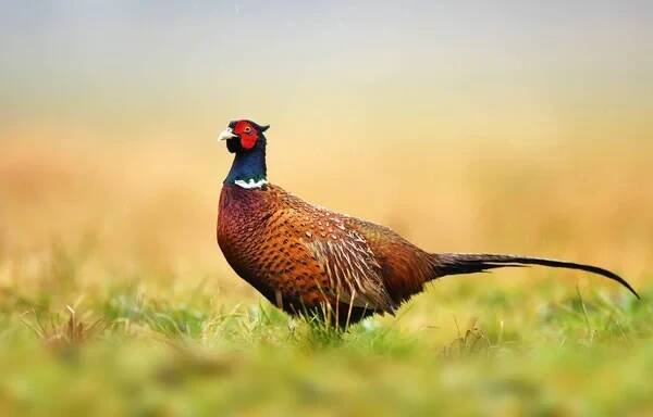 Zblízka pohled Ringneck Bažant v přirozeném prostředí — Stock obrázek
