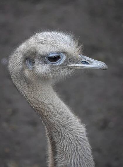 bezplatná Detailní detailní záběr pštrosa v kodaňské zoo se složitým peřím a rysy. Základová fotografie