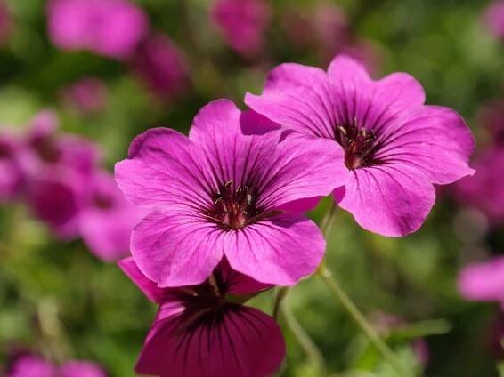 perennial patricia geranium care