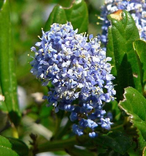 Soubor:Ceanothus thyrsiflorus 4.jpg – Wikipedie