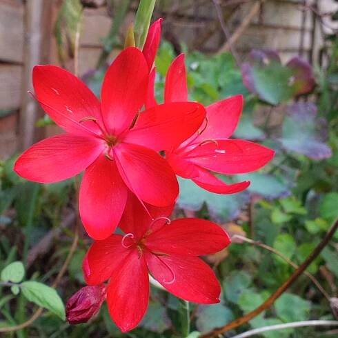 Bright red Hesperantha coccinea flowers
