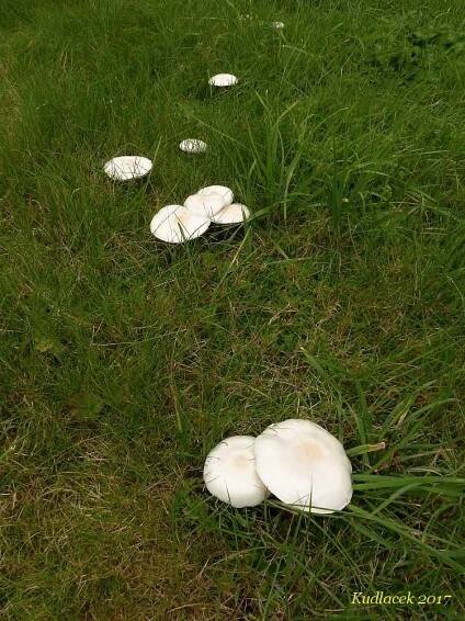 Bedla zardělá - Leucoagaricus leucothites - Kudluv fotoatlas hubKudluv fotoatlas hub