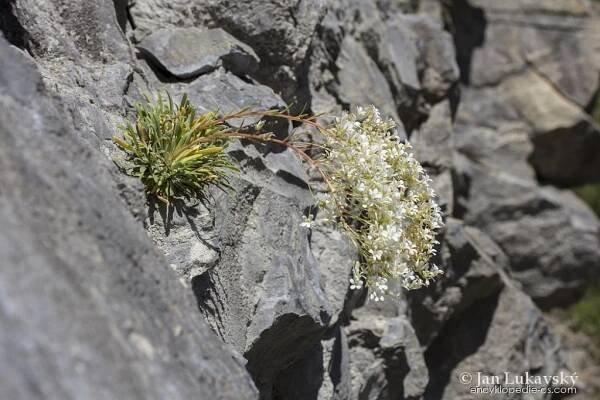 Lomikámen mozolnatý - Saxifraga callosa