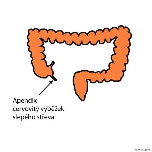 Apendix - červovitý výběžek slepého střeva