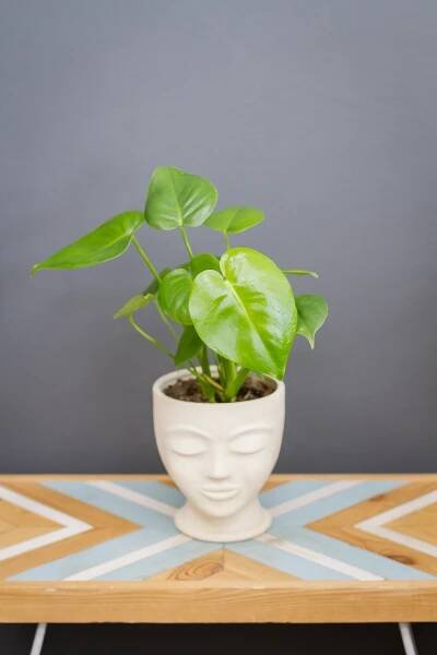 Monstera deliciosa (cca 45 cm)