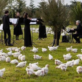 Beethov-hen’s first symphony: New Zealand orchestra puts on poultry show for chickens