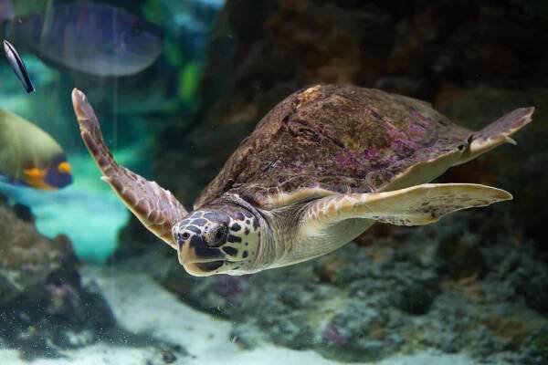 Loggerhead Turtle