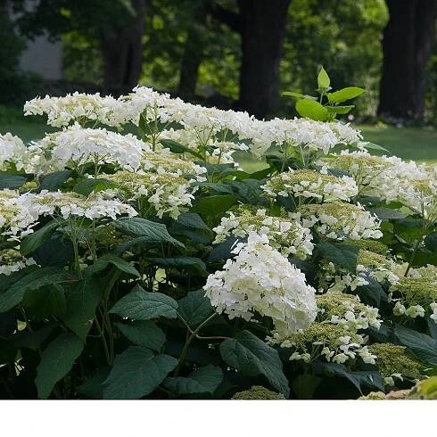 Hydrangea arborescens 'Haas' Halo'