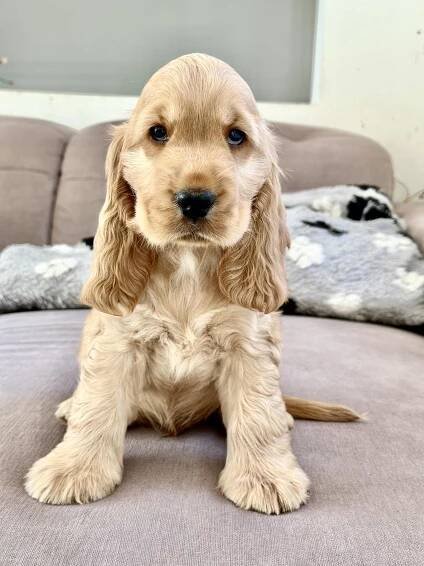 Aderito - English cocker spaniel kennel FCI, Anglický kokršpaněl CHS