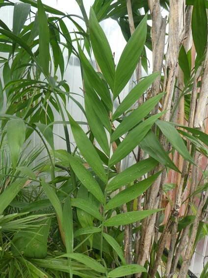 Chamedorea - Chamaedorea microspadix