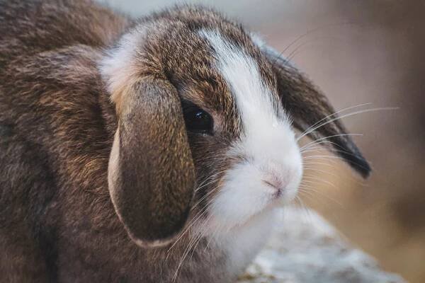 Myxomatóza - Veterinární průvodce