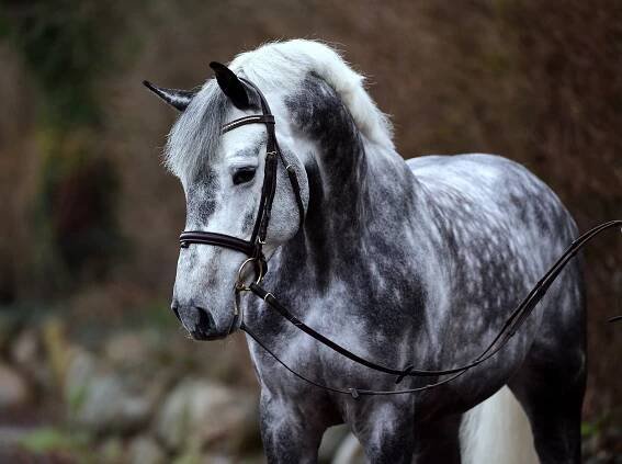Sale Horse Cool Jazz in Germany 2018 | Photo Credit Janne Bugtrup