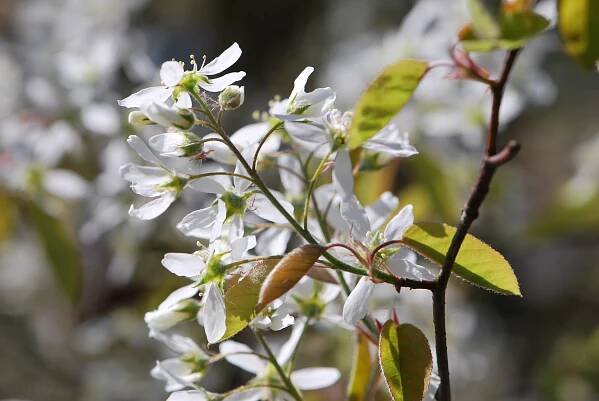 Muchovník kanadský (Amelanchier canadensis)